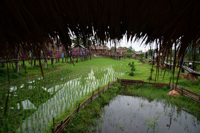 Scenic view of rice field