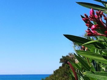 Scenic view of blue flowering plants against clear sky