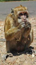 Close-up of monkey sitting outdoors