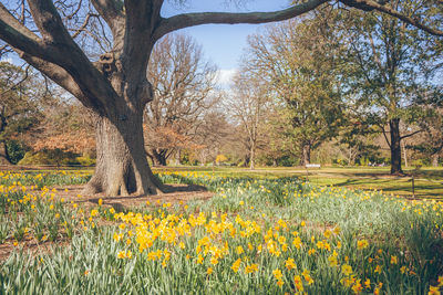 View of yellow flowering plants on field