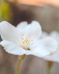 Close-up of white flower blooming outdoors