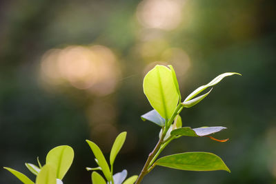 Close-up of plant