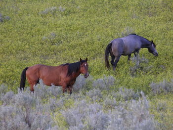 Side view of horses on field