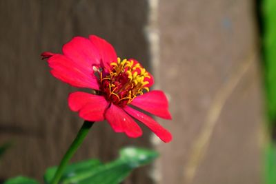 Close-up of honey bee on pink flower