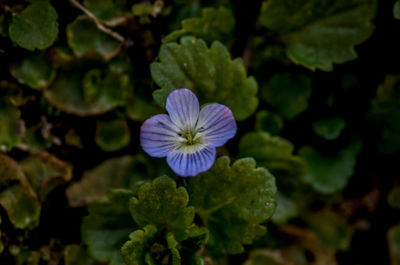 Close-up of purple flower blooming outdoors