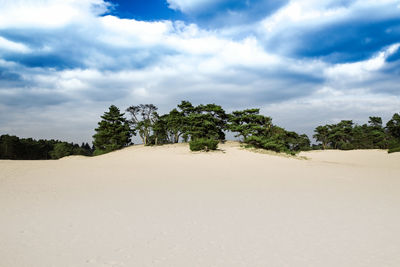 Trees on land against sky