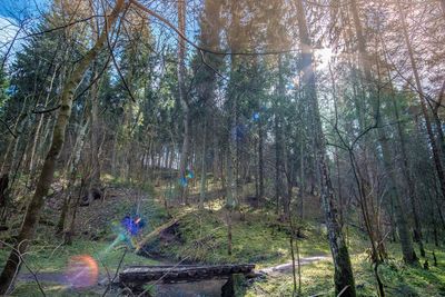 Trees growing in forest