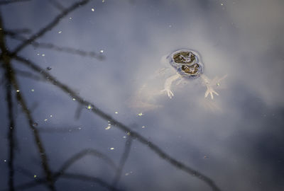 Frog in water