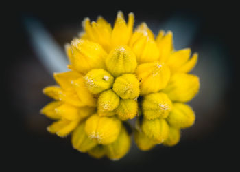 Close-up of yellow flower against black background