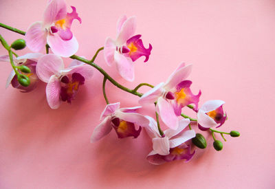 Close-up of pink flowers