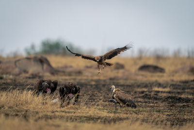 Tawny eagle