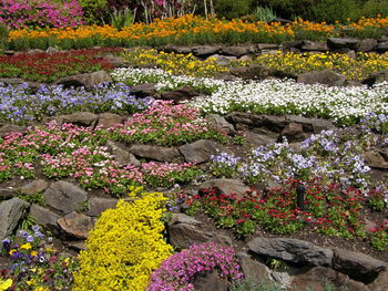 High angle view of colorful flowers in garden
