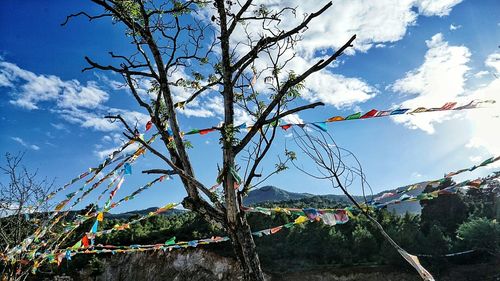 Low angle view of prayer flags hanging against bare tree