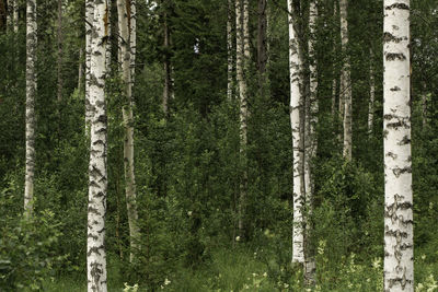 Pine trees in forest
