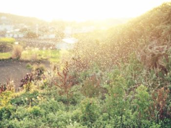 Scenic view of grassy field against sky