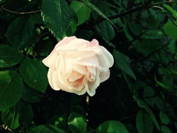 Close-up of rose blooming outdoors