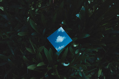 Close-up of plants against blue sky