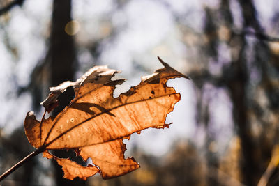 Close-up of dry maple leaf on tree