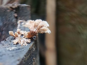 Close-up of dry flowering plant on tree trunk