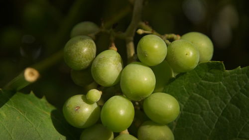 Close-up of grapes growing on tree