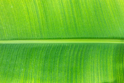 Full frame shot of green leaf