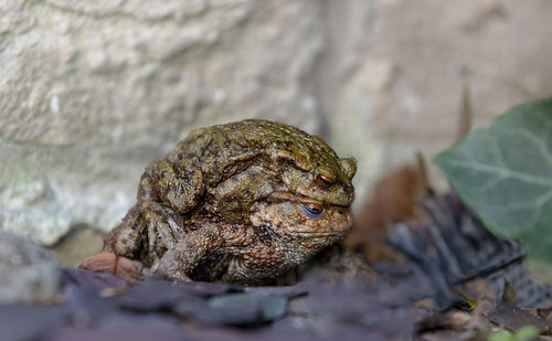 Close-up of frog on rock