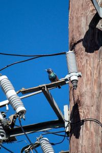 Bird one power line / pole