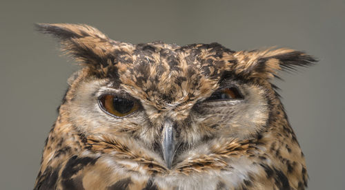 Close-up portrait of owl