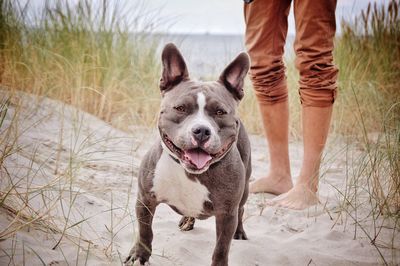 Low section of dog standing on beach