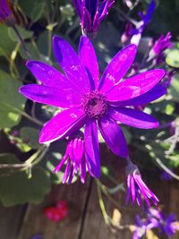 Close-up of purple flower