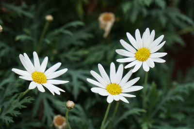 Close-up of white daisy flowers