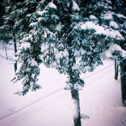 Snow covered trees