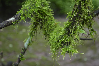 Close-up of wet plant growing on tree