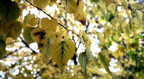 Low angle view of leaves on tree