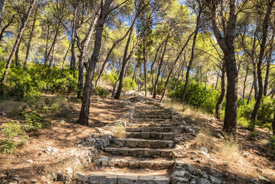 Steps amidst trees in forest
