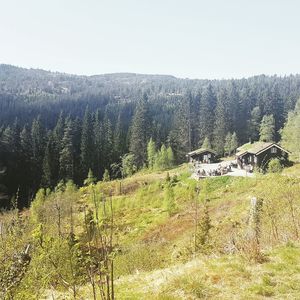 Scenic view of trees on field against sky