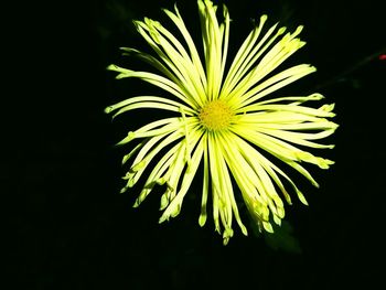 Close-up of yellow flower against black background