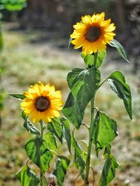 Close-up of yellow flowering plant