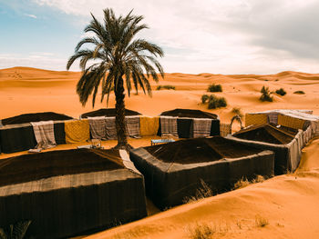 A palm tree in the middle of a desert camp