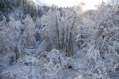 Snow covered pine trees in forest