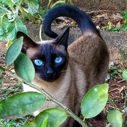 Portrait of cat by plant