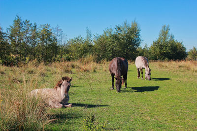 Horses in a field