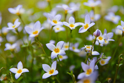 Close-up of white flowering plants on field