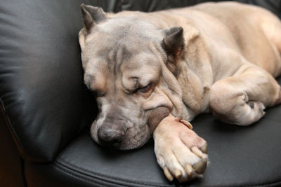 Close-up of a dog sleeping on sofa