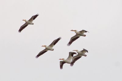 Low angle view of seagulls flying against clear sky