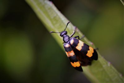 Close-up of blister beetle on leaf