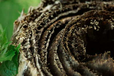 Close-up of bread on tree trunk