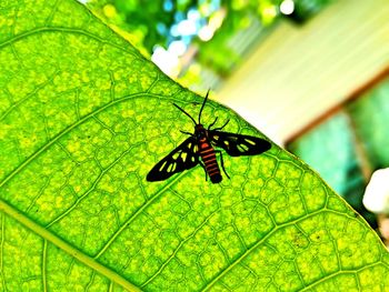 Close-up of butterfly on leaf