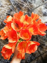 Close-up of orange flowers blooming outdoors