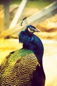 Close-up of bird perching outdoors